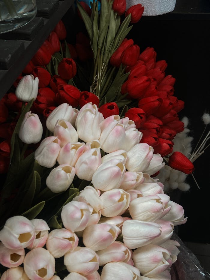 Fresh bouquets of red and white tulips closely arranged, perfect for floral decoration.