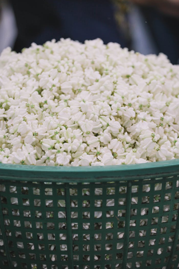 A basket full of fresh white jasmine flowers at a Bangkok street market, offering a glimpse into Thai culture.